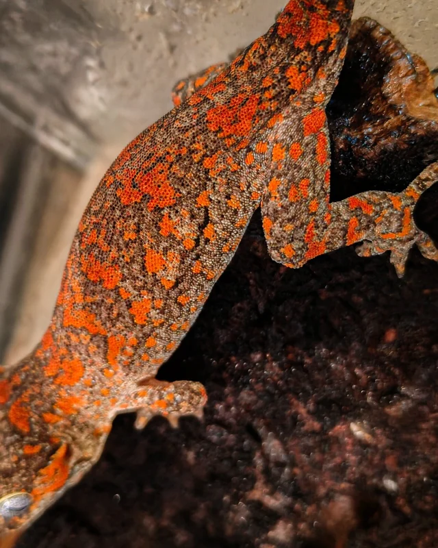 495342525_18279715147250391_14